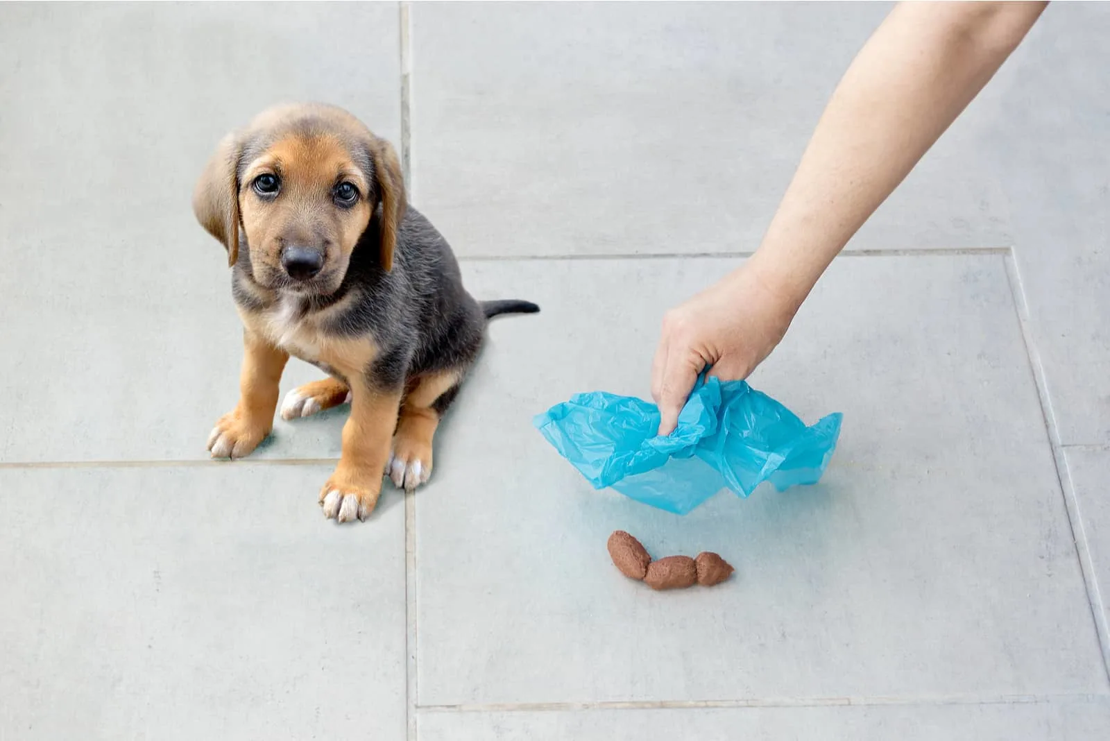 woman buys dog feces