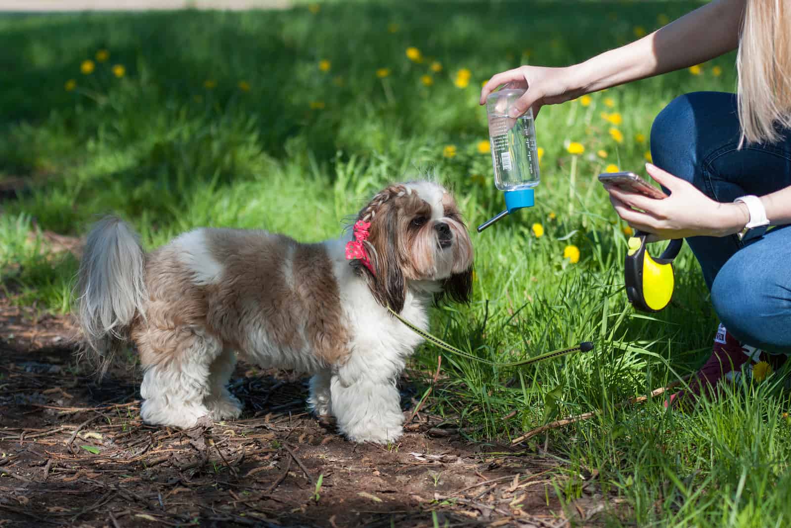 woman giving water to the shih tzu dog