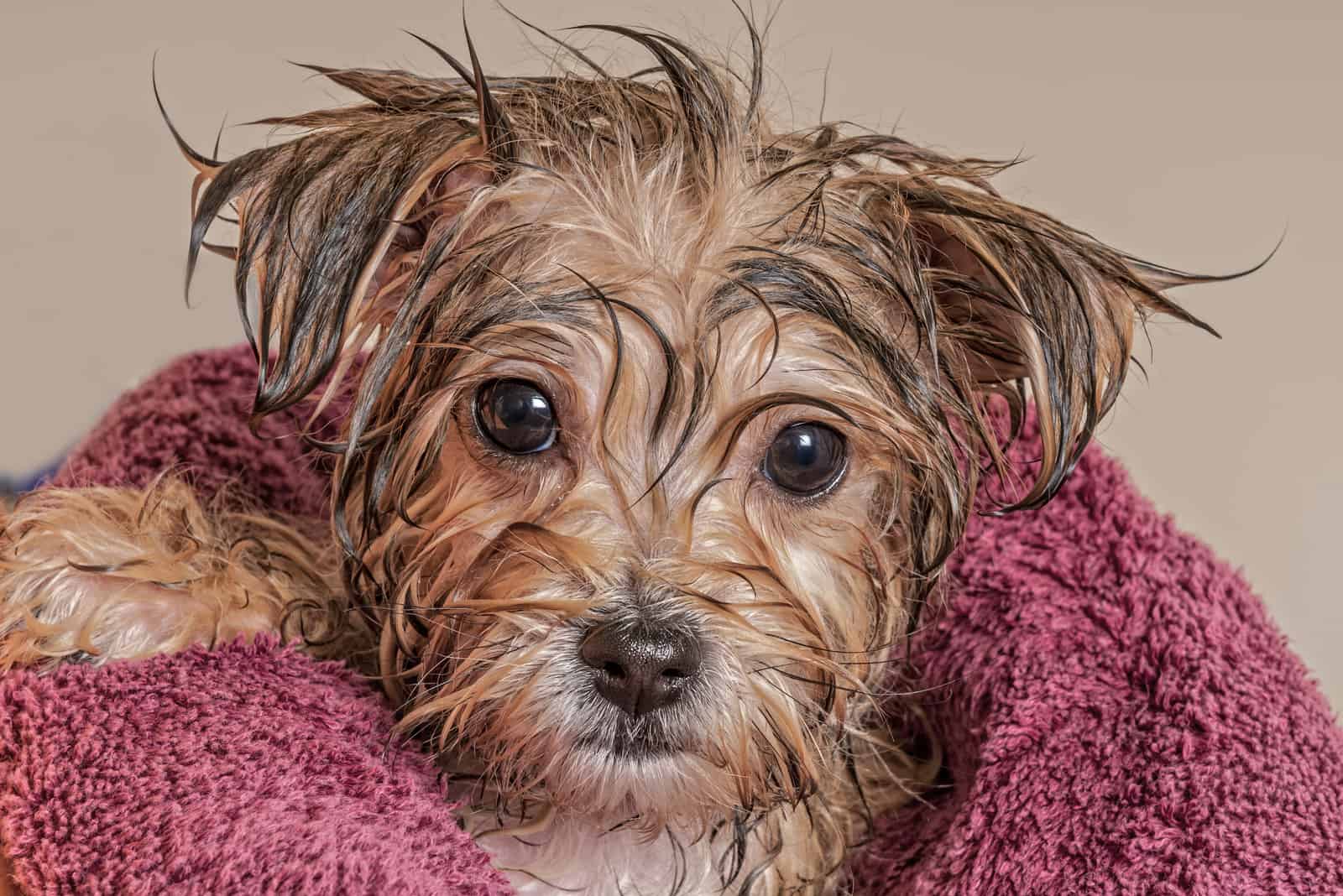 yorkie puppy getting dry after his bath