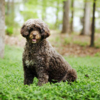 portuguese water dog stands majestically in the ivy covering his yard