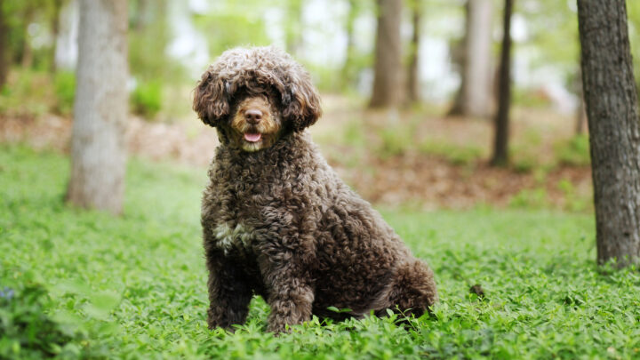 10 Reliable Portuguese Water Dog Breeders In Ontario (2022)