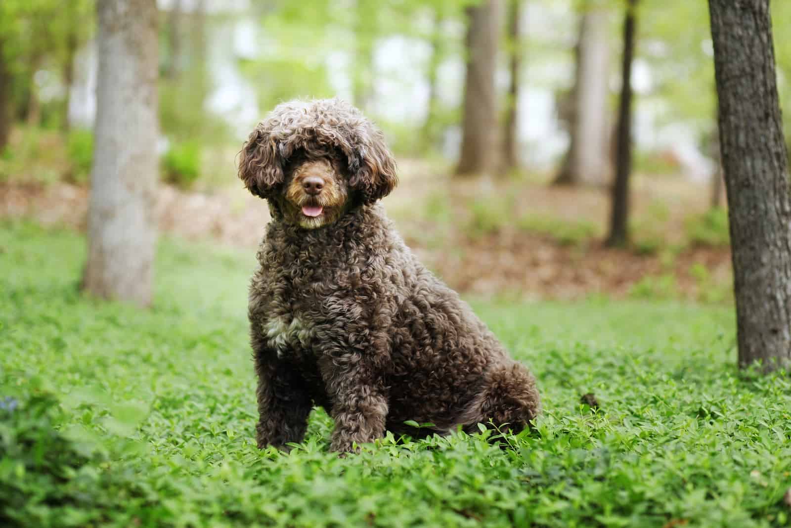 portuguese water dog stands majestically in the ivy covering his yard