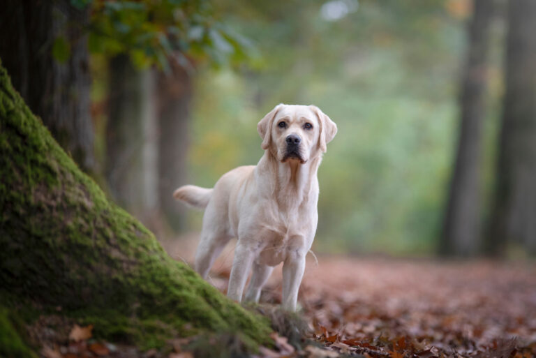 labrador standing outside