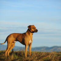 Rhodesian Ridgeback standing outside