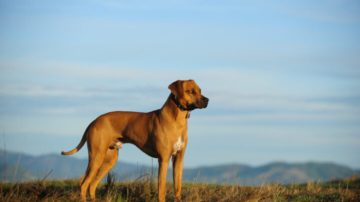 11 Amazing Rhodesian Ridgeback Breeders In The UK
