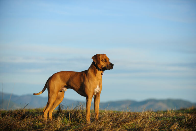 Rhodesian Ridgeback standing outside