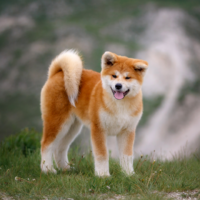 Akita standing outside on grass