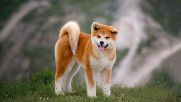 11 Best Akita Breeders In The UK That You Need To Know About