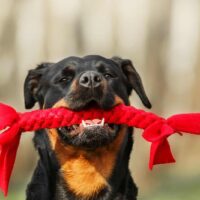rottweiler holding a toy in mouth