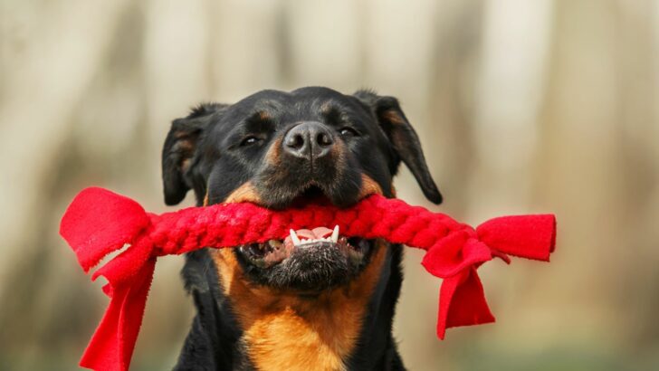 11 Best Toys For Rottweiler Dogs In 2022
