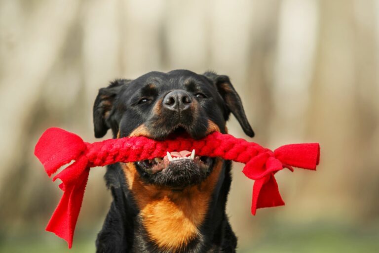 rottweiler holding a toy in mouth