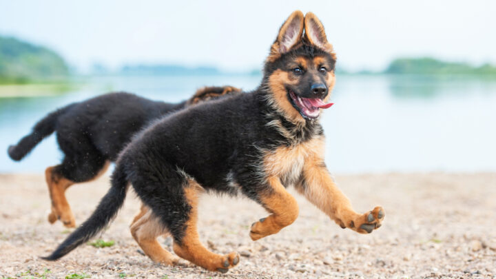 12 Best German Shepherd Breeders In New Jersey