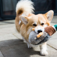 corgi carrying toy in mouth