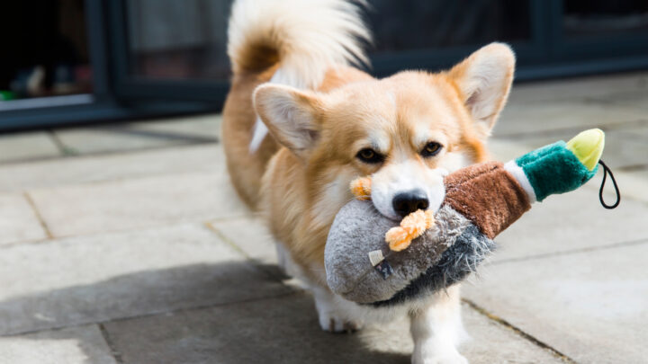 12 Best Toys For Corgis: Fun For The Small Furry Friends