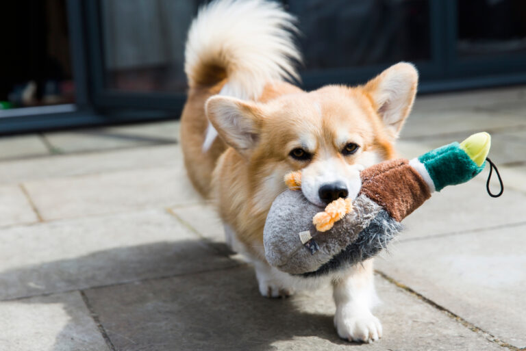 corgi carrying toy in mouth