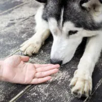 husky smelling human's hand