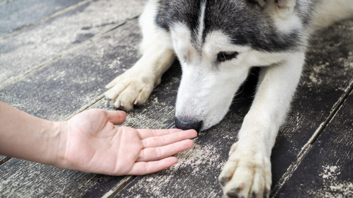 12 Smells That Dogs Hate – What Smells Are Dog Repelling?