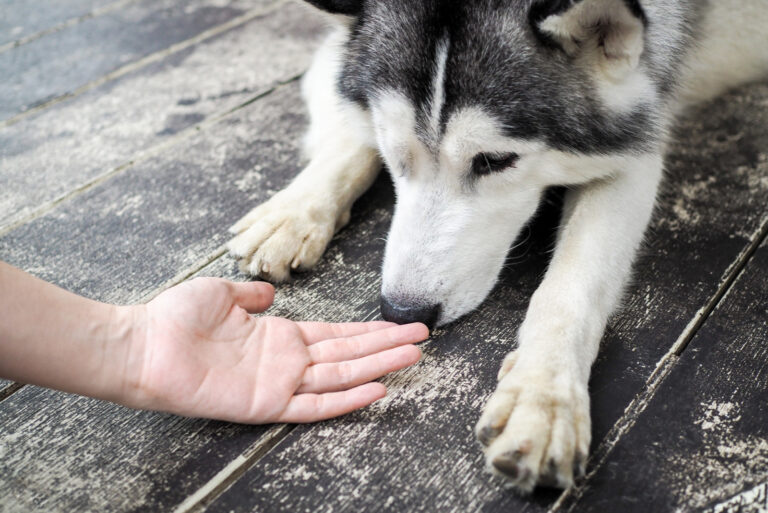 husky smelling human's hand