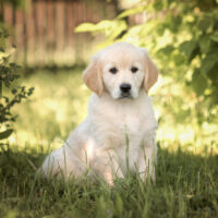 Golden Retriever puppie sitting in the grass