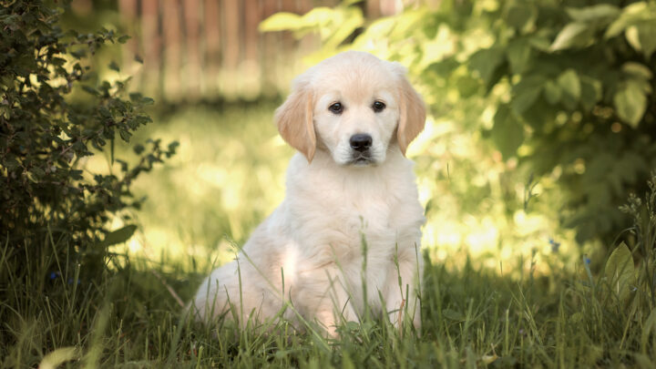 14 Best Dog Breeders In Virginia