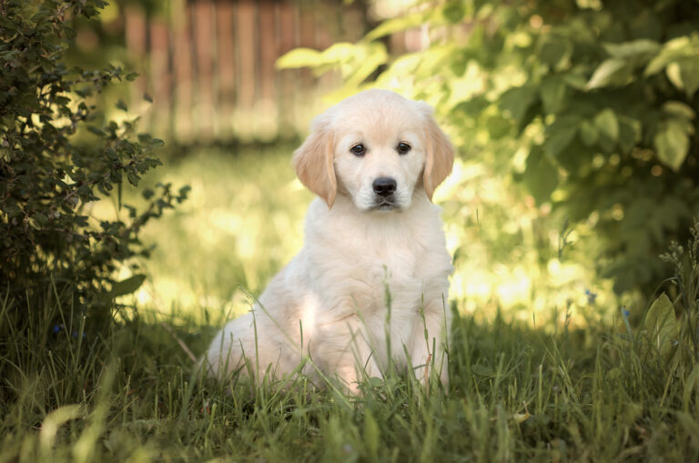 Golden Retriever puppie sitting in the grass