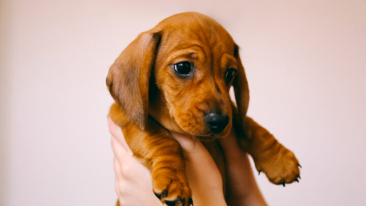 15 Reliable Dachshund Breeders In Georgia