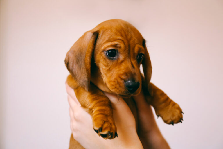dachshund puppy