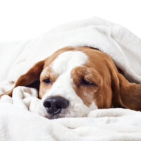 sick dog dying