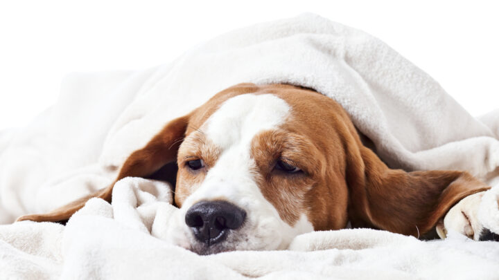 15 Signs A Dog Is Dying: When Should You Say Goodbye?