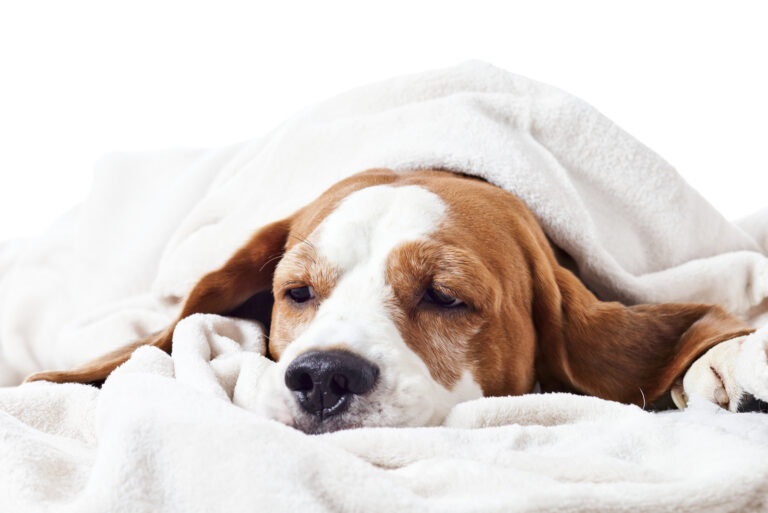 sick dog dying
