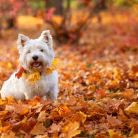 white terrier Dog enjoys autumn leaves