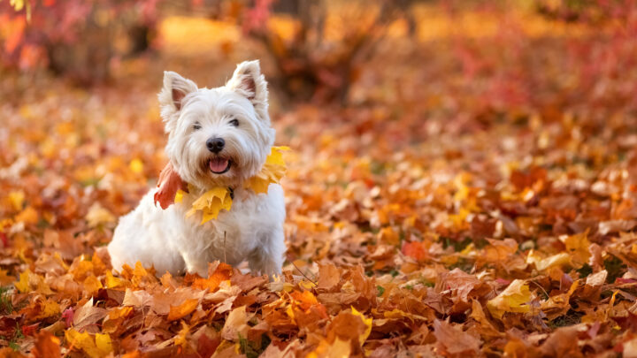 16 Best Dog Breeders In Quebec: Superb Breeds And Breeders