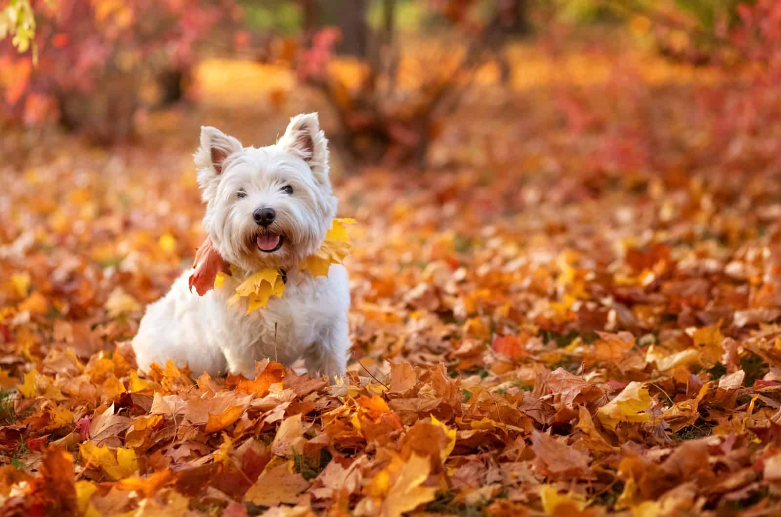 white terrier Dog enjoys autumn leaves