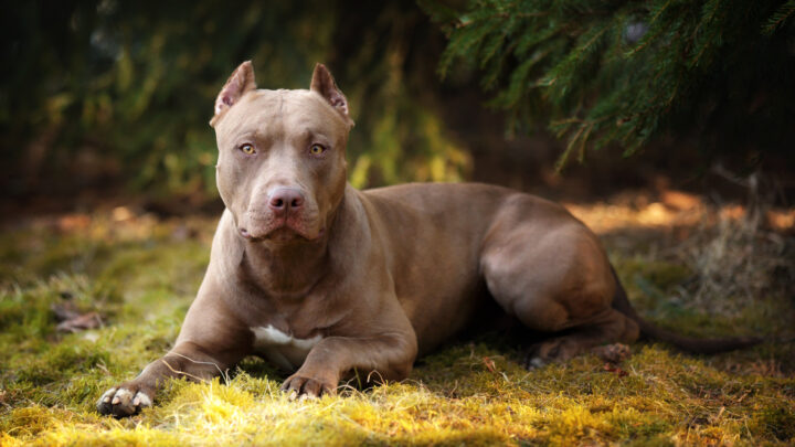 16 Dogs That Look Like Pitbulls – Similarities And Differences
