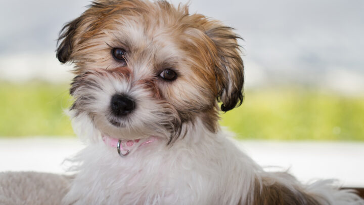 19 Bichon Frise Mixes: How Cute Can These Mixed Dogs Get
