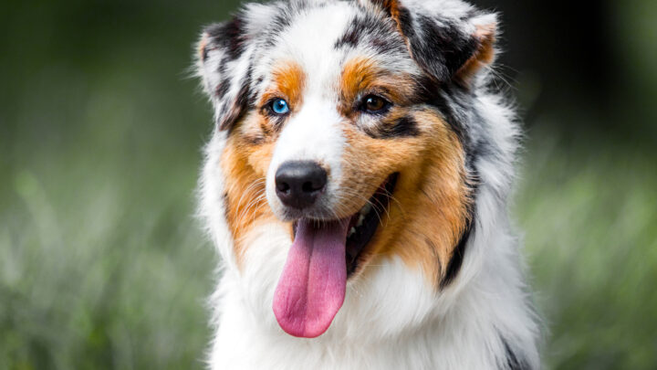 23 Australian Shepherd Mixes: Meet Cute Aussie Dog Breeds