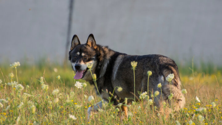 23 German Shepherd Mixes That Will Melt Your Heart