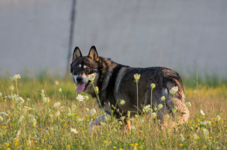 dog standing in field