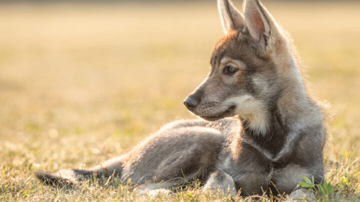 31 Wolf Like Dog Breeds: Finest Collection Of Fierce Dogs