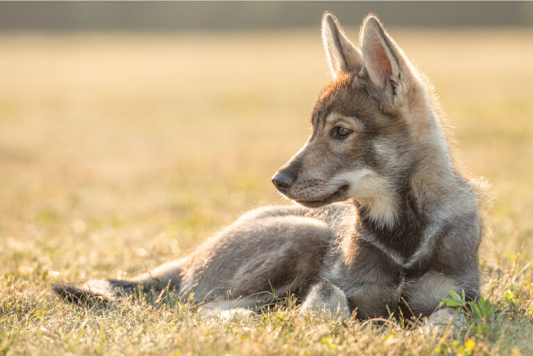 tamaskan puppy