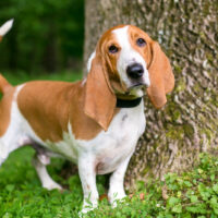 the beautiful Basset Hound stands on the grass