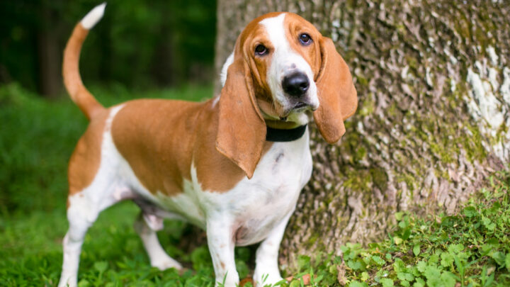 4 Most Reputable Basset Hound Breeders In Ontario