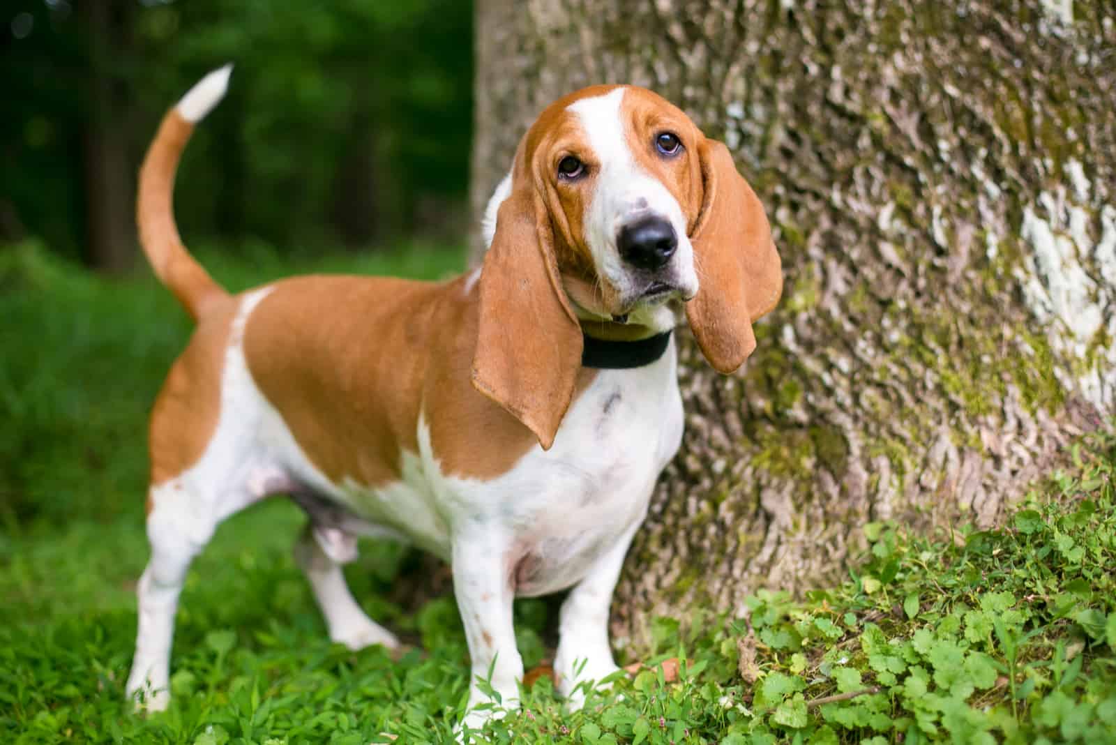the beautiful Basset Hound stands on the grass