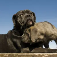 cane corso mother and puppy