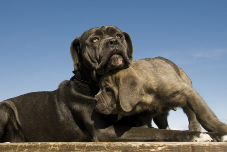 cane corso mother and puppy