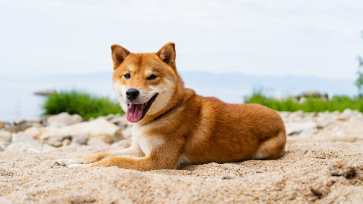 4 Shiba Inu Breeders In Texas: Best Pups In The State