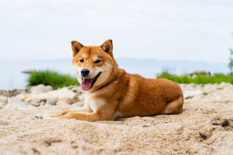 Shiba Inu lies on the beach