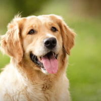 cute golden retriever dog