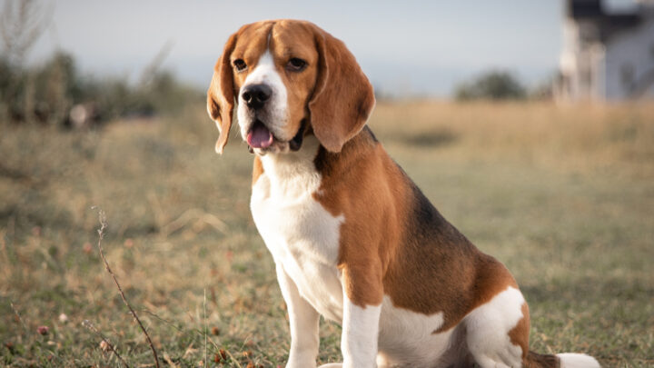 6 Best Beagle Breeders In The UK