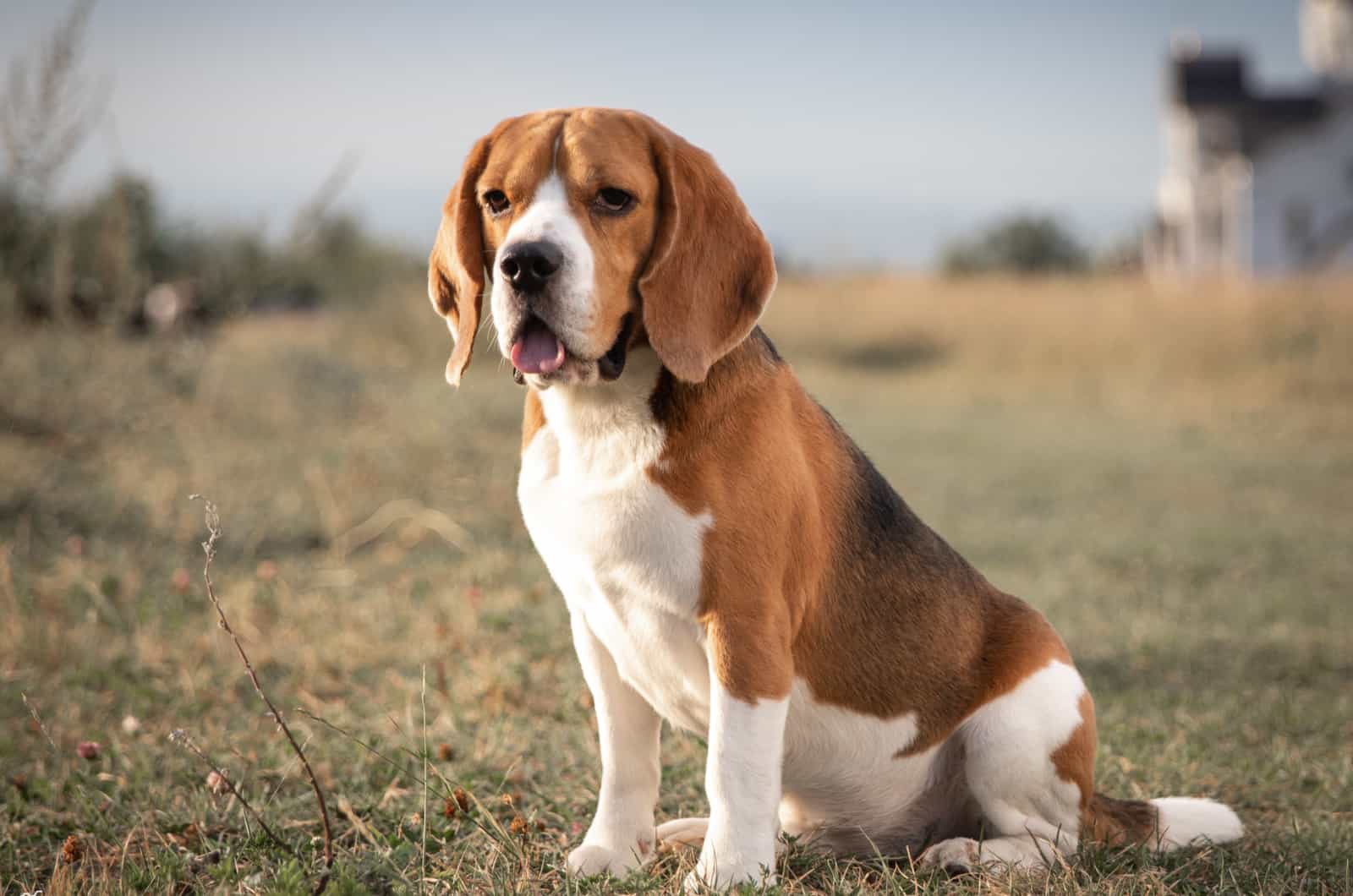 6 Best Beagle Breeders In The UK Of 2022